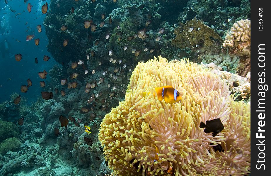 Red sea anemonefish (Amphipiron bicinctus) taken in Middle Garden.