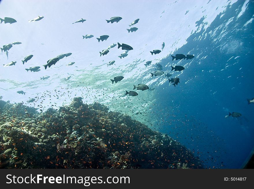 Coral and fish