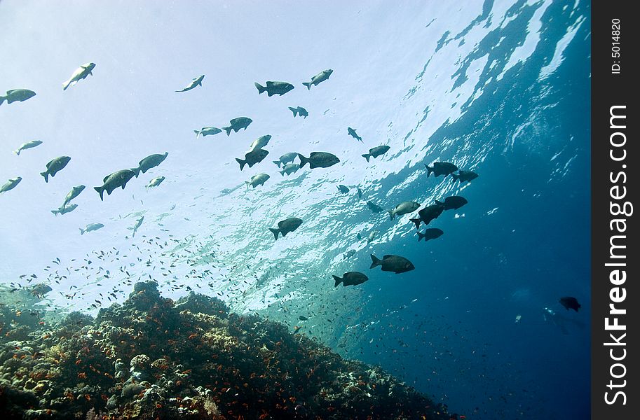 Black And White Snapper (Macolor Niger)