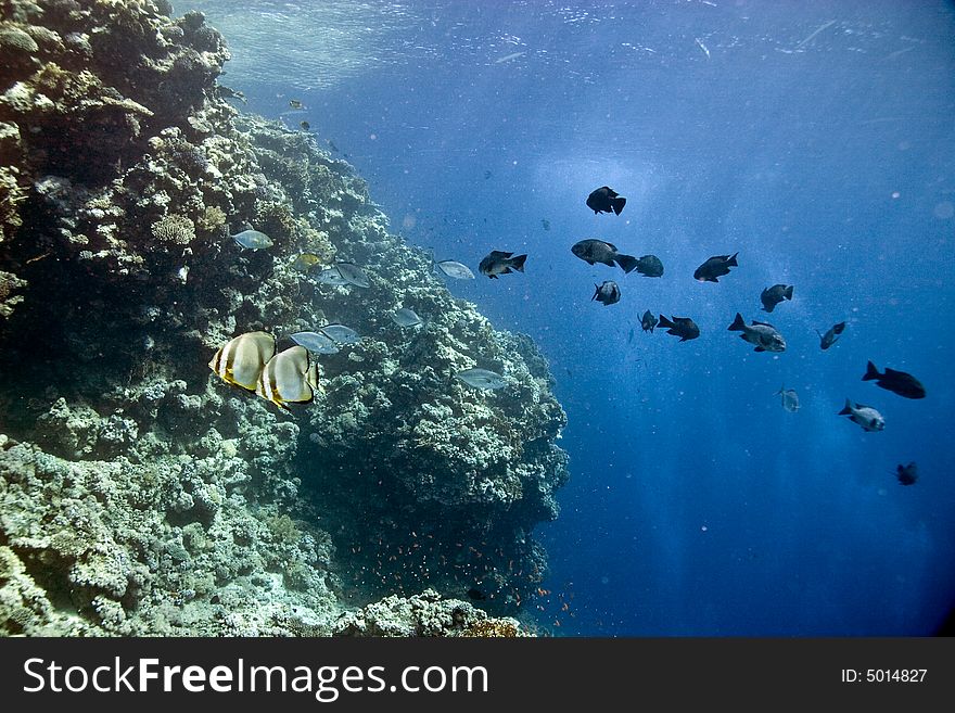 Black and white snapper (Macolor niger)