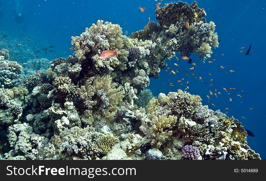 Coral and fish taken in Middle Garden.