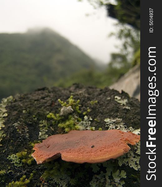 Photo of a musroom or fungi growing on the way up to the sub tropical mountain range in south  america. Photo of a musroom or fungi growing on the way up to the sub tropical mountain range in south  america
