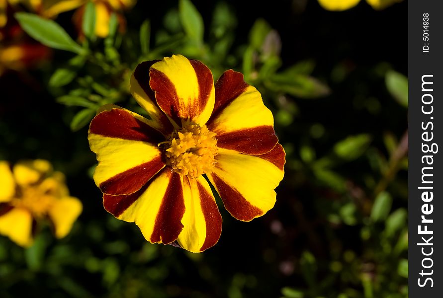 Close-up shot of a yellow and red flower in a garden. Close-up shot of a yellow and red flower in a garden