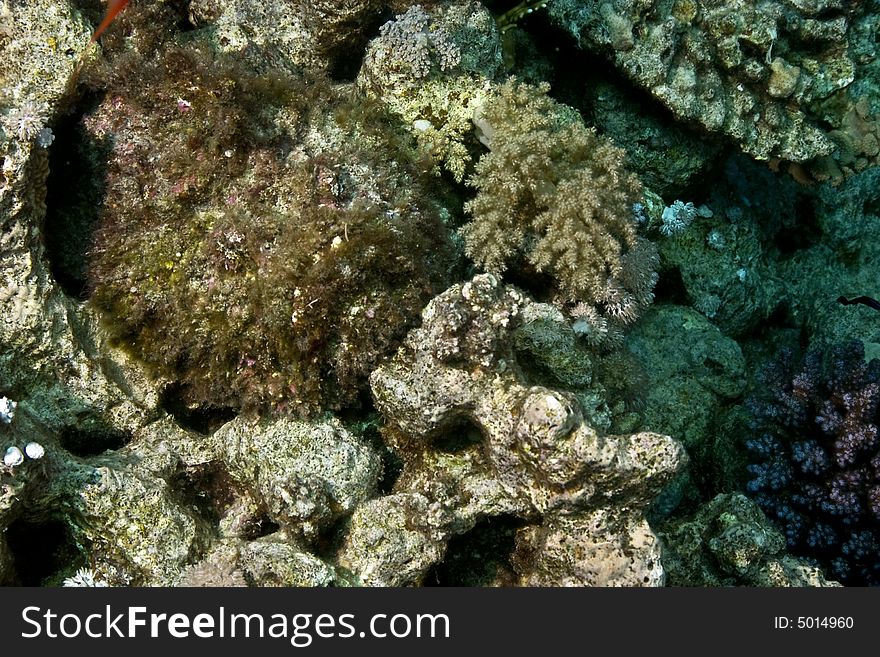 Stonefish (synanceia verrucosa) taken in Middle Garden.