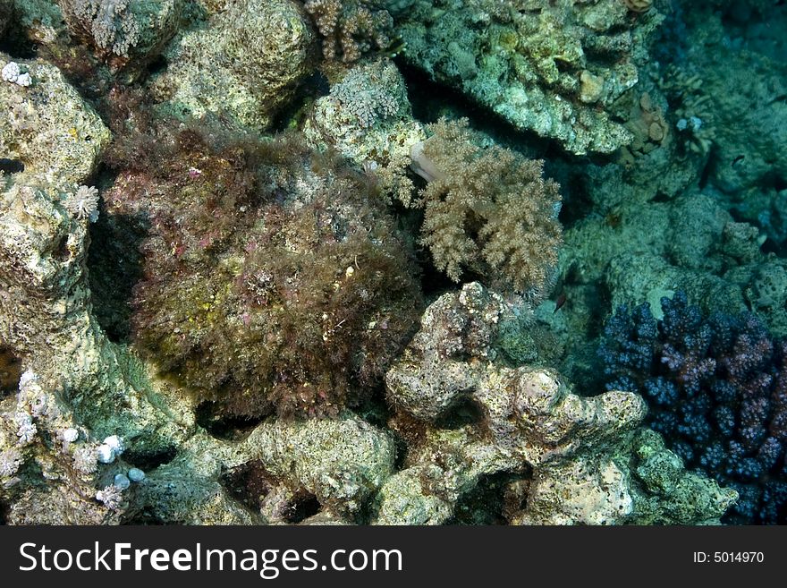 Stonefish (synanceia Verrucosa)