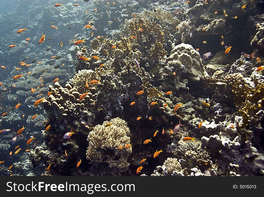 Coral And Fish