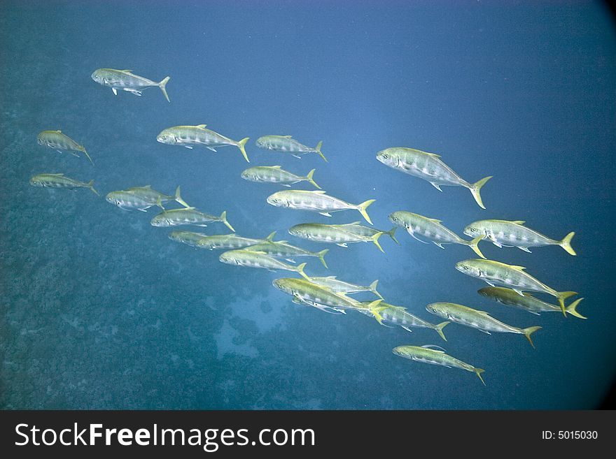 Golden pilot jack (gnathanodon specious)