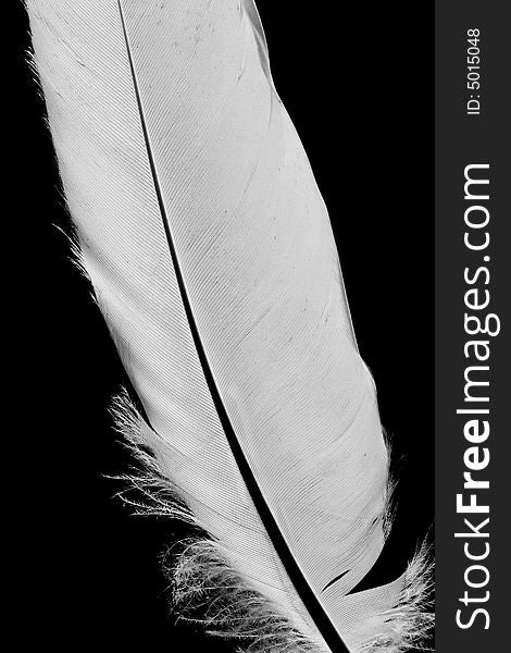Feather on the Black Background