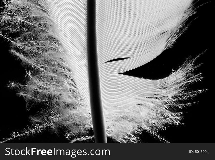 Feather on the Black Background