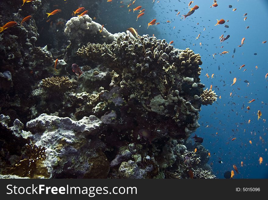 Coral and fish