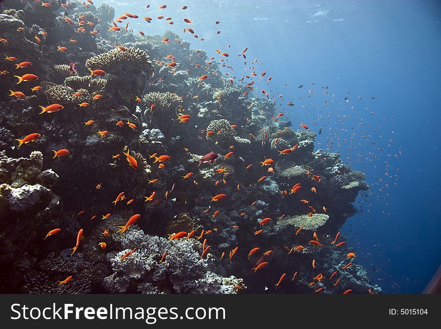 Coral and fish  taken in ras mohammed.