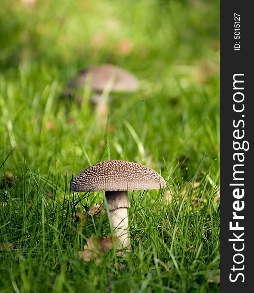 Photo of wild fungi growing outdoors