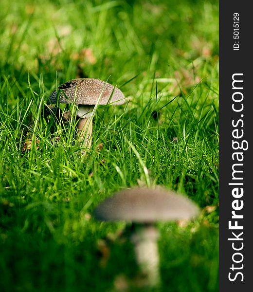 Photo of wild fungi growing outdoors