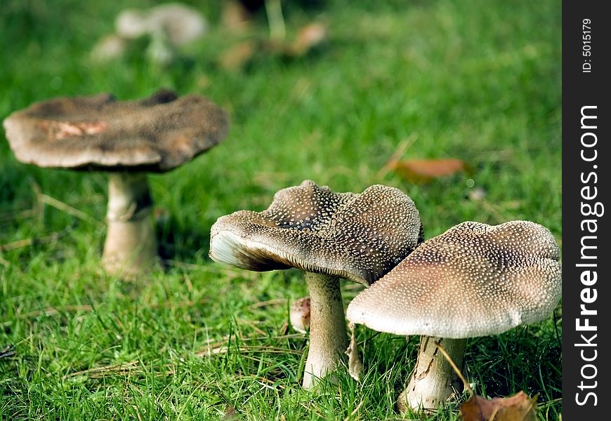 Photo of wild fungi growing outdoors