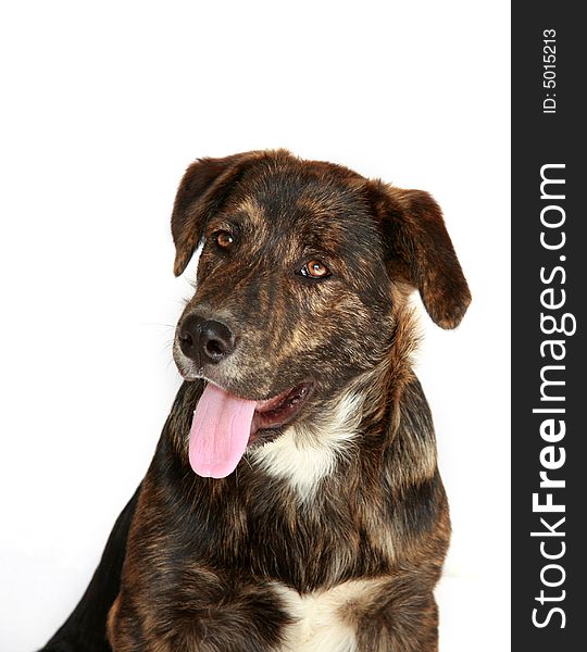 Very cute, young black and brown lab mix against white background, looking upwards. Very cute, young black and brown lab mix against white background, looking upwards.