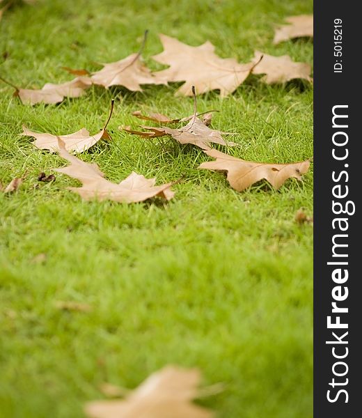 Photo of a group of autumn leaves lying on the ground