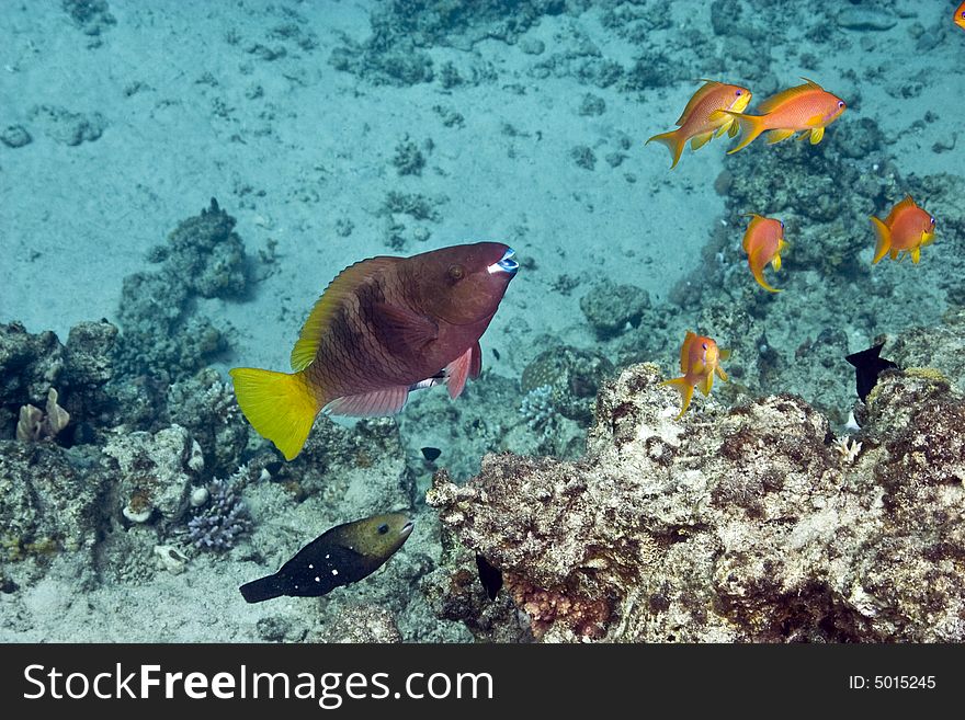 Coral and fish  taken in ras mohammed.