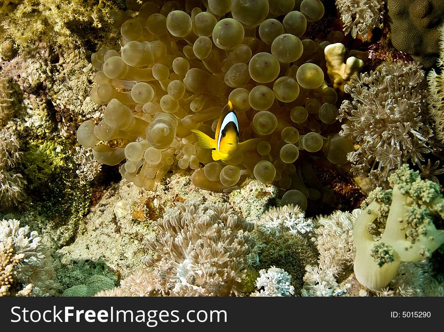 Bubble anemone and anemonefish