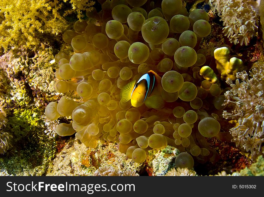 Bubble Anemone And Anemonefish