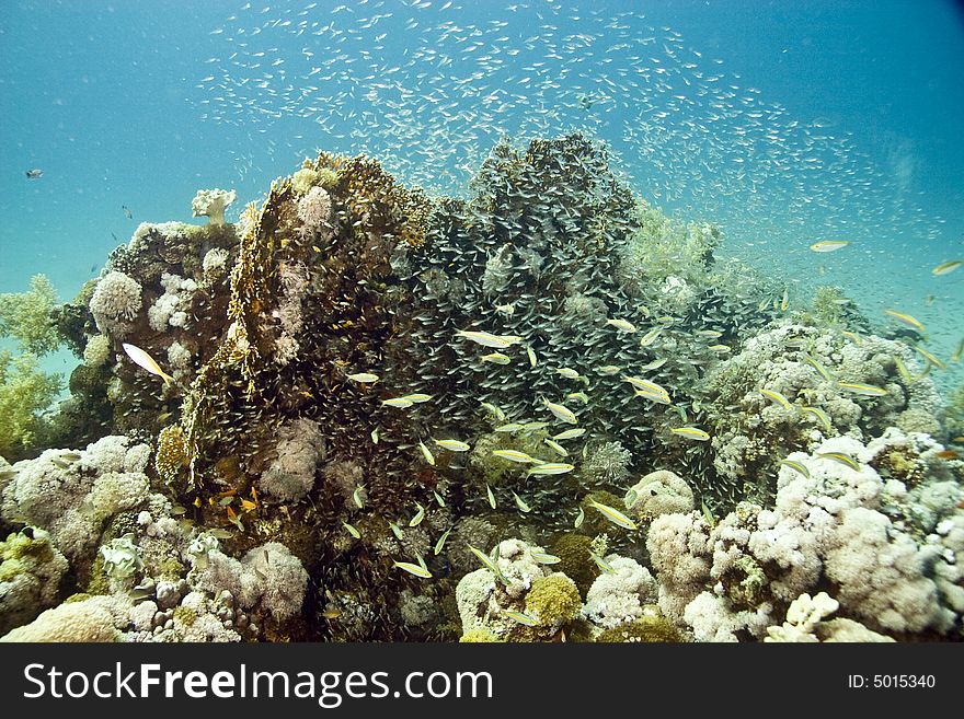 Coral and fish