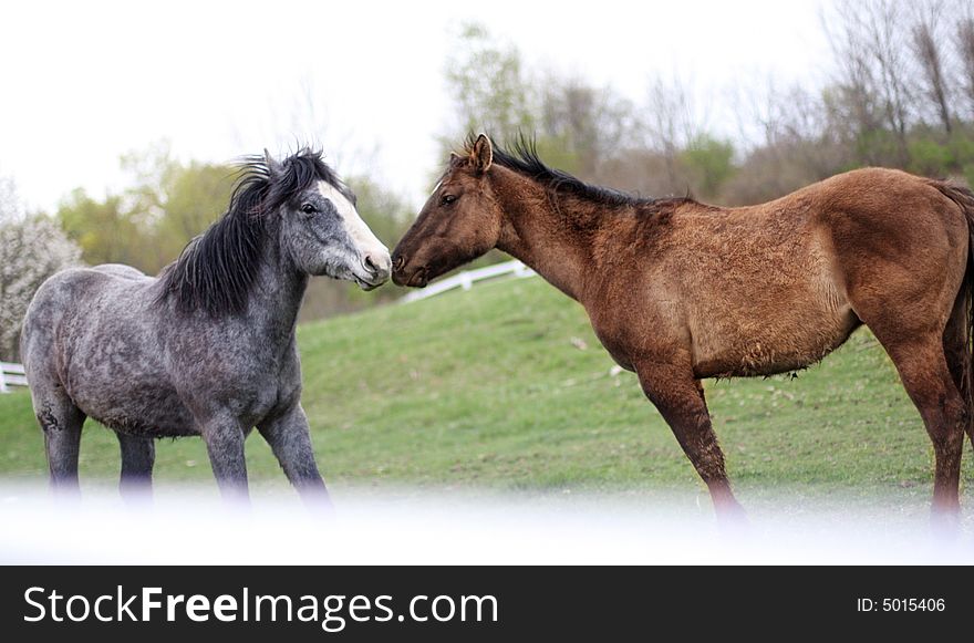 Two loving horses