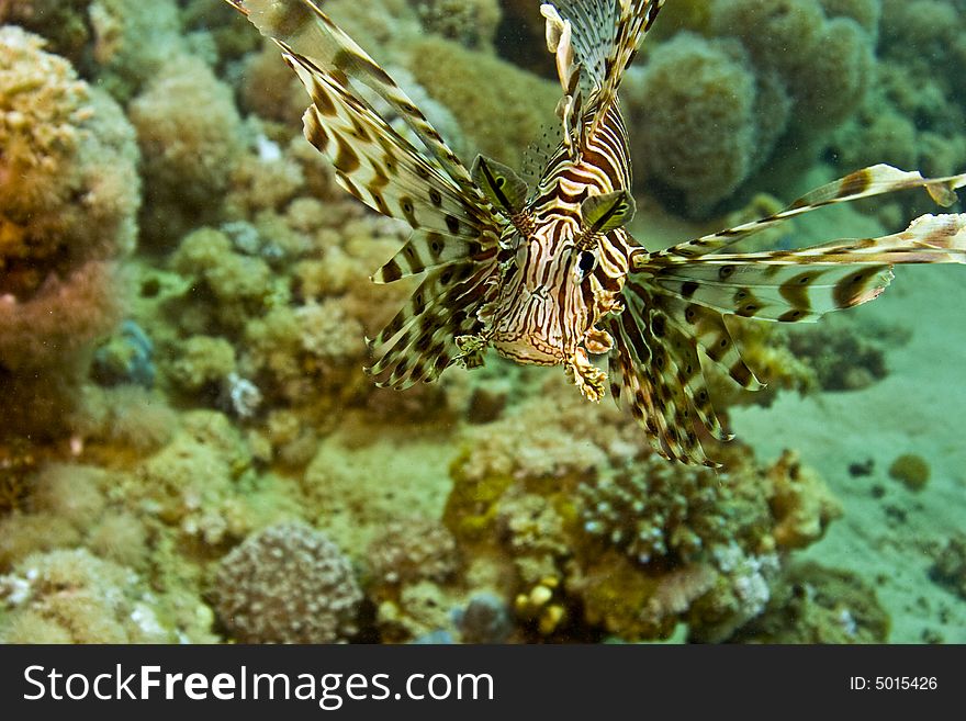 Lionfish (pterois miles)  taken in Middle Garden.