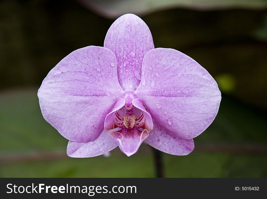 Horizontal image of dew on a pink orchid. Horizontal image of dew on a pink orchid