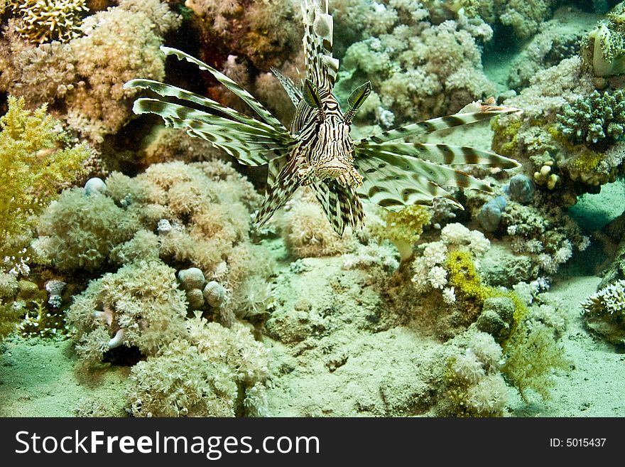 Lionfish (pterois miles)  taken in Middle Garden.