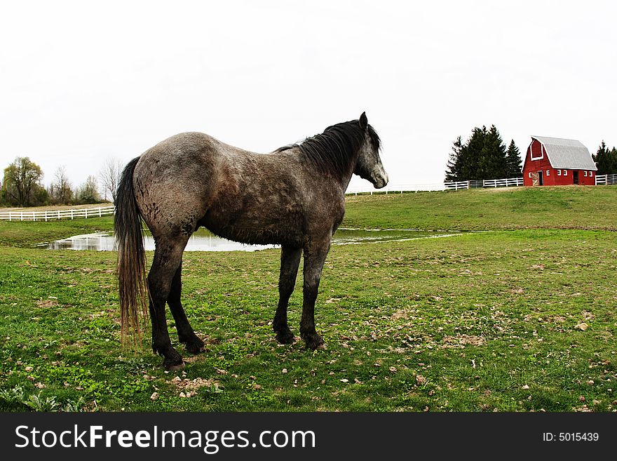 Horses in a wildness - running horses. Horses in a wildness - running horses