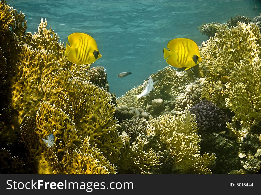 Masked butterflyfish (chaetodon larvatus)