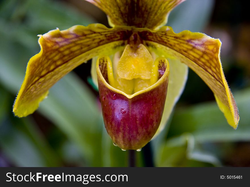 Horizontal image of dew on a lady slipper orchid. Horizontal image of dew on a lady slipper orchid