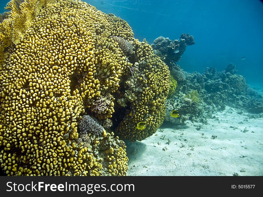 Coral And Fish