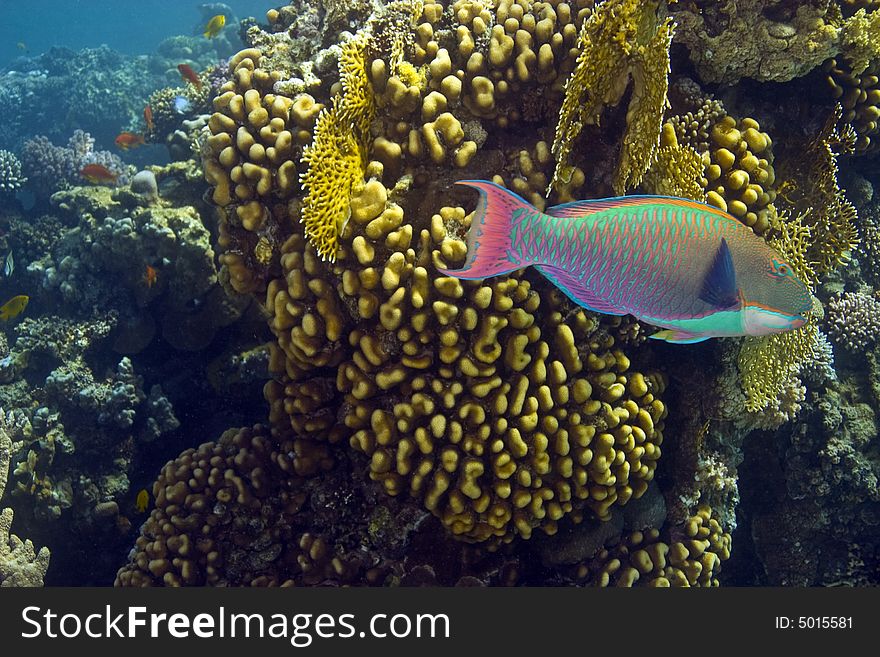 Coral and fish taken in Middle Garden.