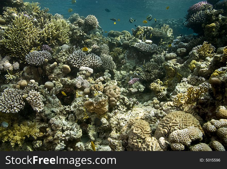 Coral and fish taken in Middle Garden.