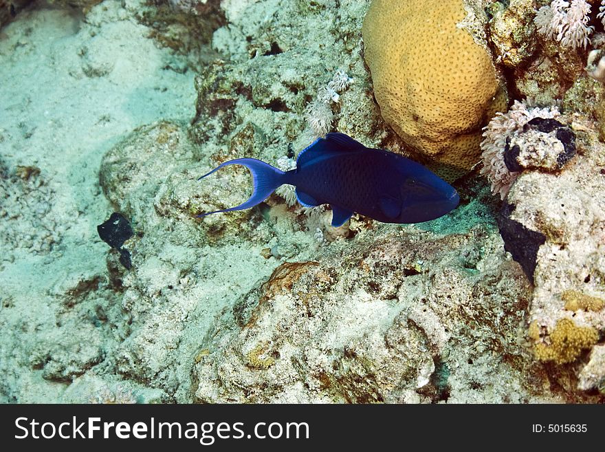 Redtooth Triggerfish (odonus Niger)