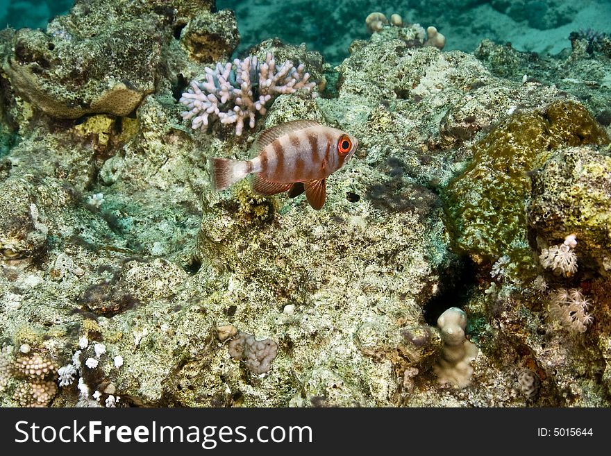 Cresent-tail Bigeye (Priacanthus Hamrur)