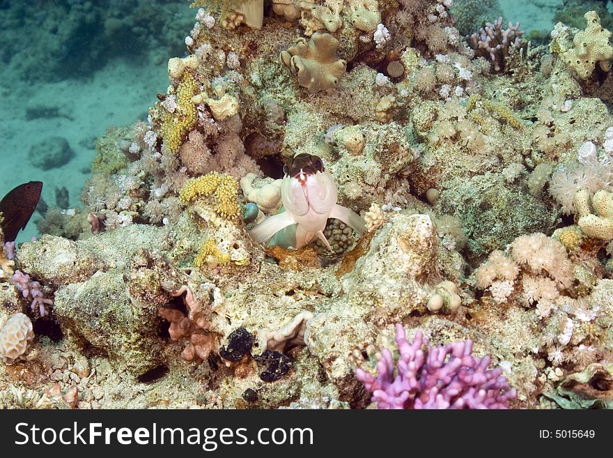 Coral and fish taken in Middle Garden.