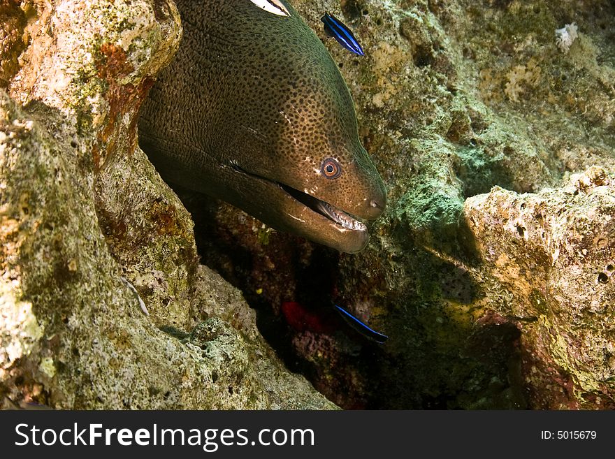 Giant moray (gymnothorax javanicus)