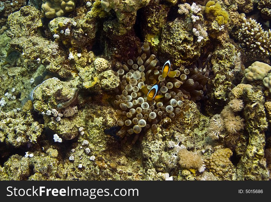 Red sea anemonefish (Amphipiron bicinctus)  taken in Middle Garden.