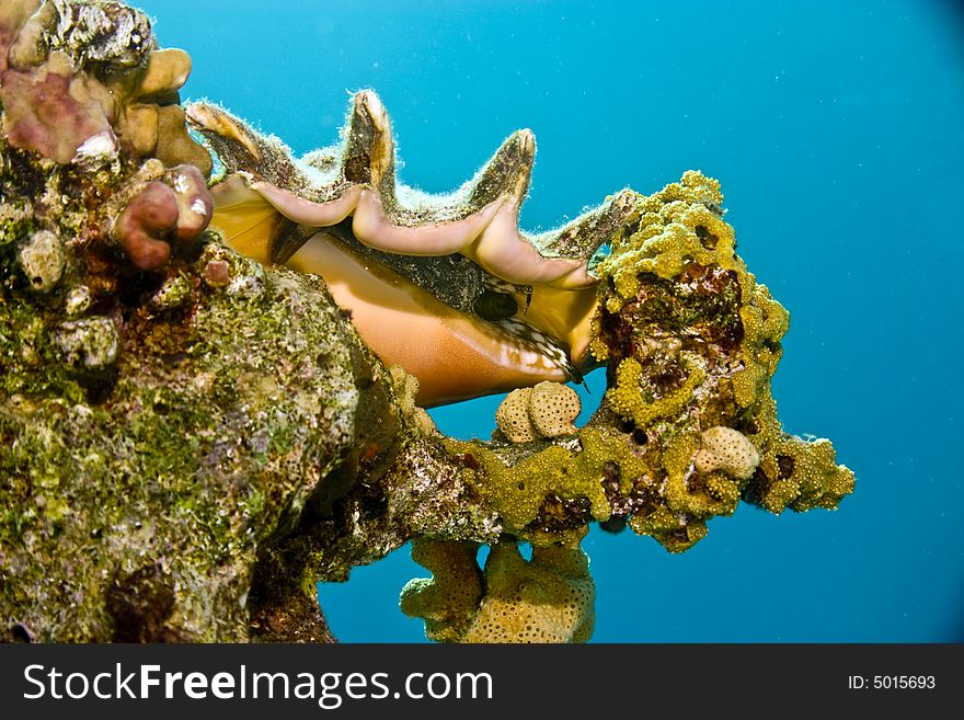 Seba s spider conch (lambis truncata sebea)