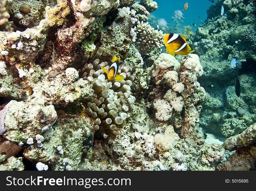 Red sea anemonefish (Amphipiron bicinctus)  taken in Middle Garden.