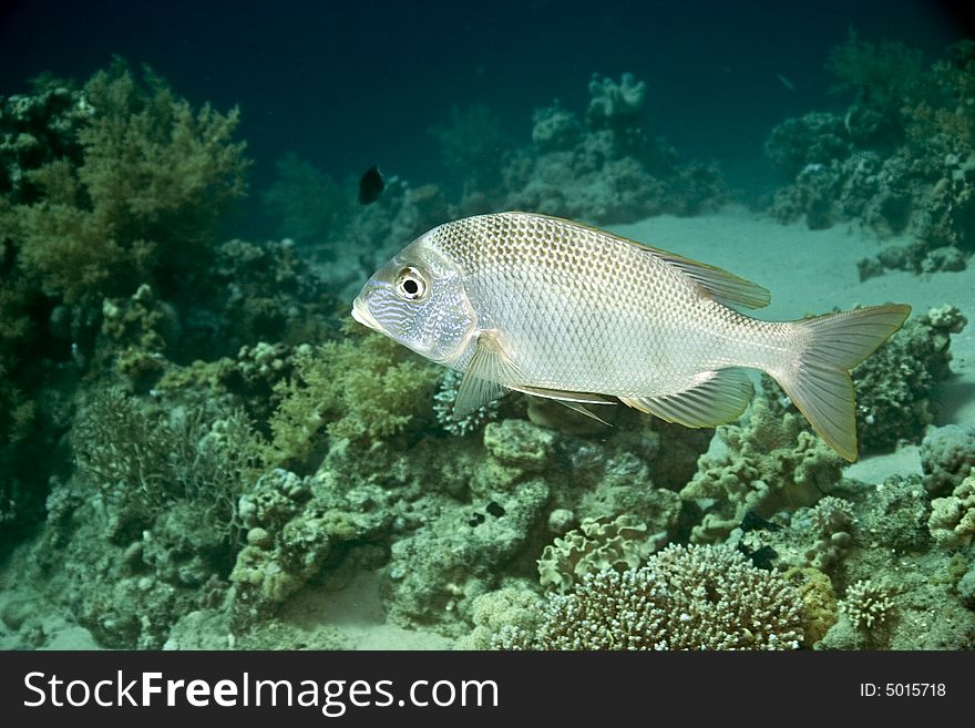 Blue-lined large-eye bream (gymnocranius grand.)