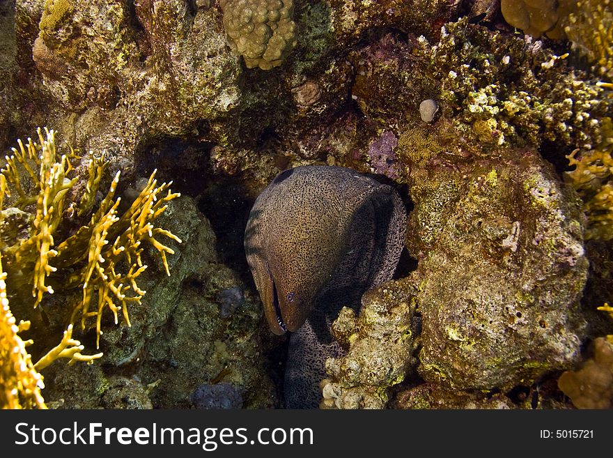 Giant moray (gymnothorax javanicus)
taken in Middle Garden.