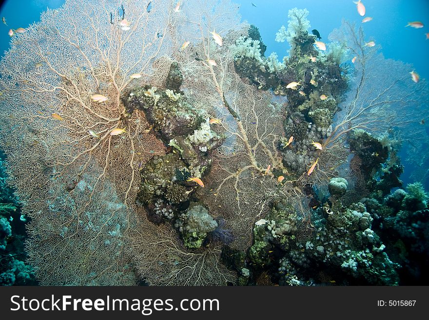Coral, Seafan And Fish