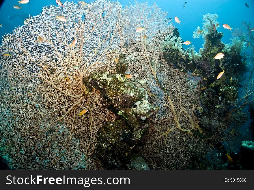 Coral, seafan and fish