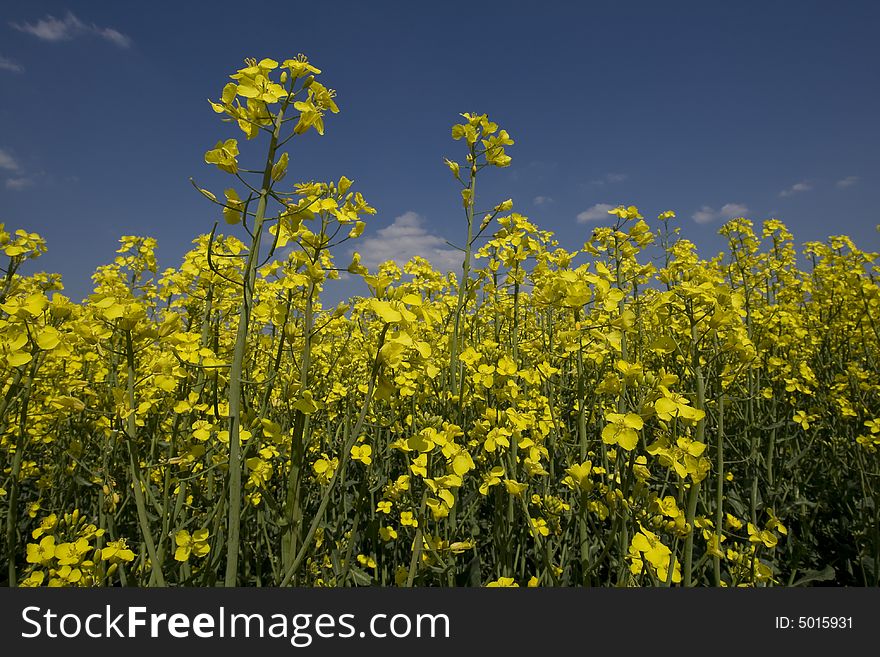 Rape field with beautiful spring weather and sunshine