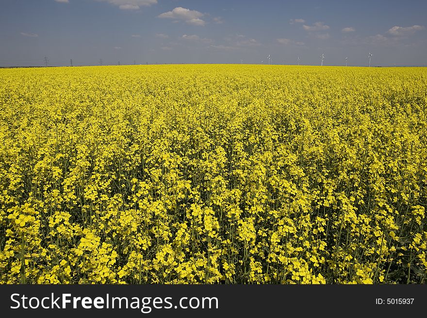 Rape field