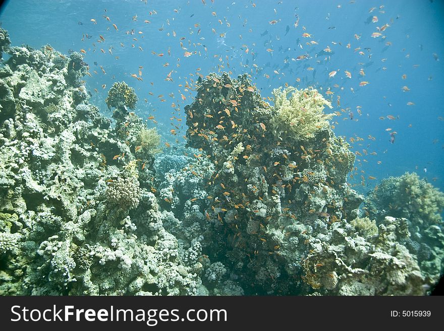 Coral and fish taken in Middle Garden.