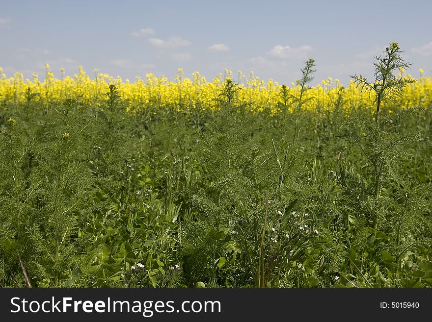 Rape field with beautiful spring weather and sunshine