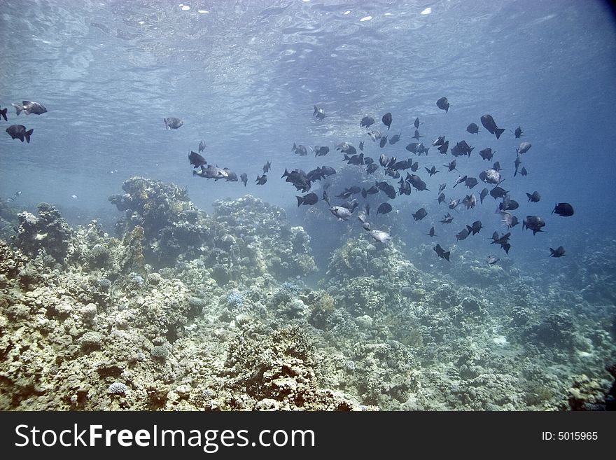 Black And White Snapper (Macolor Niger)